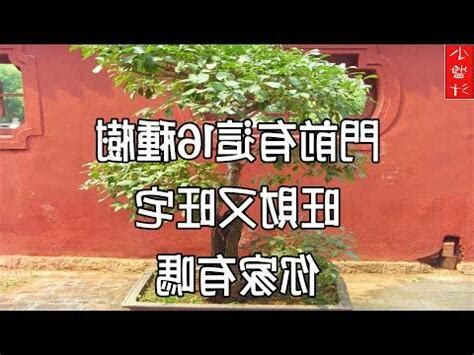 桃樹生病|仙桃樹生病